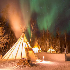 photo of a caribou in yukon